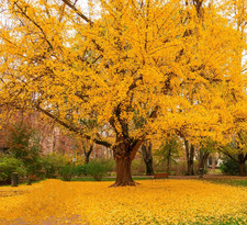 Ginkgo biloba - Maidenhair