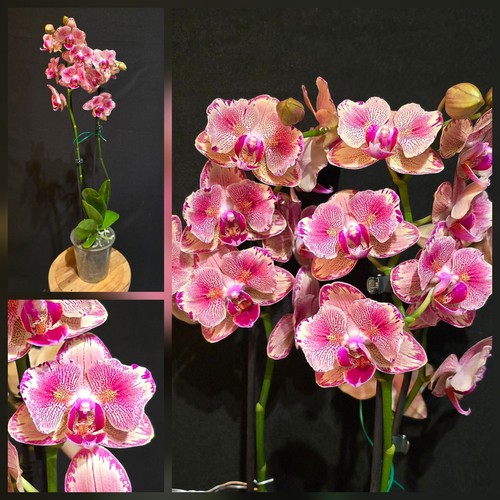Rare phalaenopsis pirate - rare,