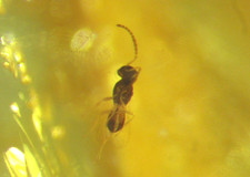 Pliocene amber kenya africa - amber,