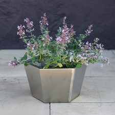 Primrose Stainless Steel