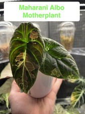 Alocasia Maharani albo *