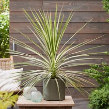 Cordyline Lime Passion Cabbage Palm Evergreen Garden Ready Accent Plant in Pot
