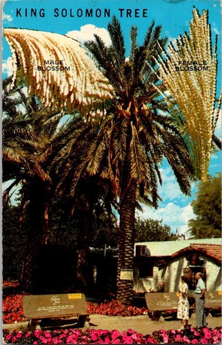 King solomon tree palm springs - king,
