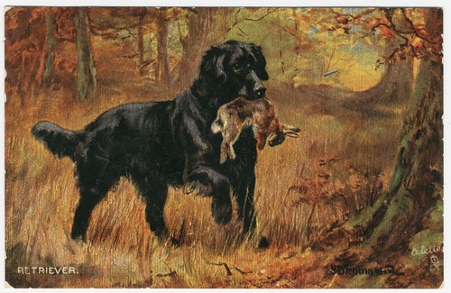 Flat coated retriever vintage - flat,