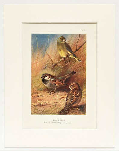 Greenfinch house sparrow - house,