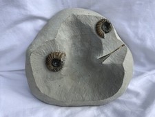 Ammonite & Belemnite Multi