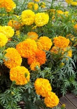 100 Marigold African Aztec