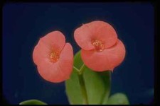 410006 Crown Of Thorns