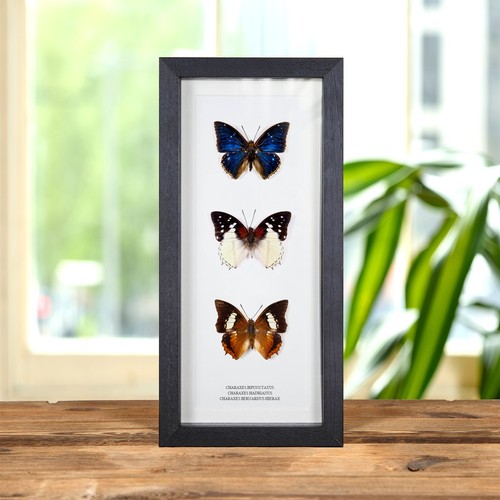 Multi specimen charaxes - multi,