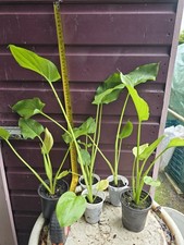 Zantedeschia Hercules/ White Giant Calla Lily 1 x Medium plant in 7cm/9cm