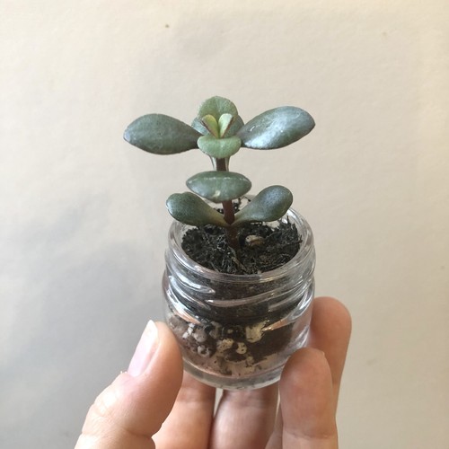 Mini jade plant crassula - plant, (crassula