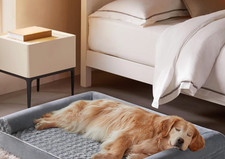 dog bed