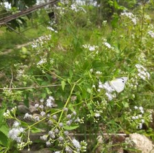 Mexican dream herb - dry, lucid