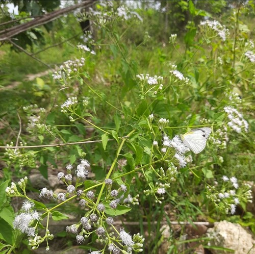 Mexican dream herb dry lucid - mexican,