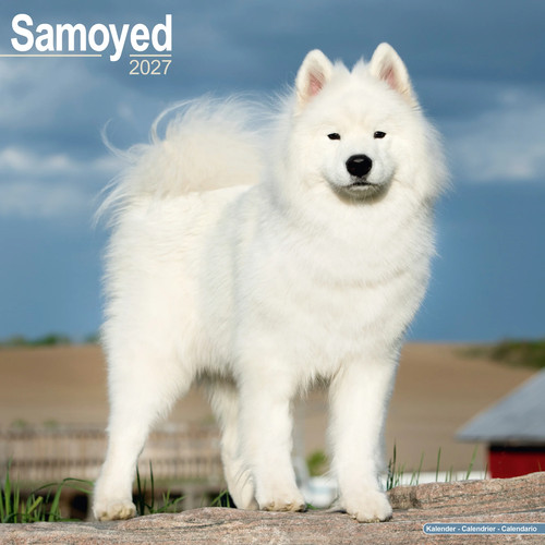 Samoyed 2027 calendar dog - 2027,