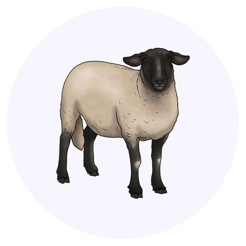 Suffolk sheep round - 'suffolk,