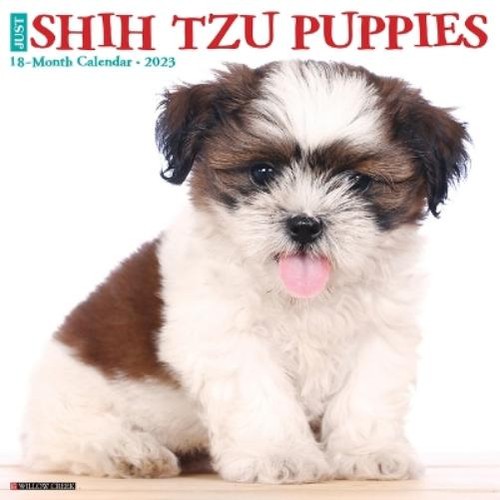 Just shih tzu - shih, 2023