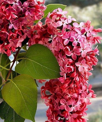 Crimson lilac seeds tree - crimson,