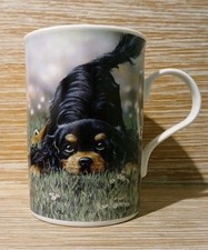 Cavalier King Charles Spaniel