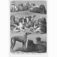 Prize Dogs at the International Dog Show at Islington - Antique Print 1864
