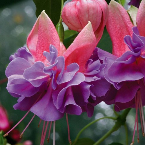 Fuchsia trailing giant - trailing,