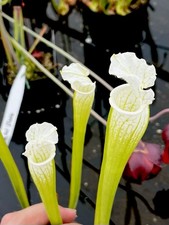Sarracenia Leucophylla Alba