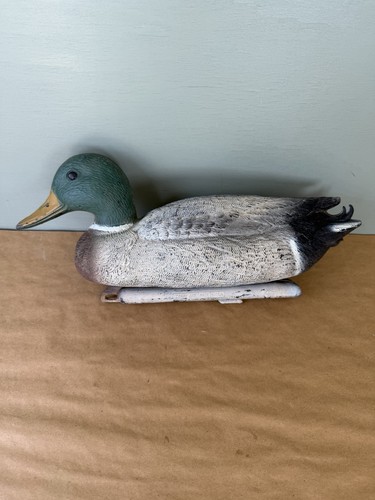 Vintage mallard male - mallard, duck