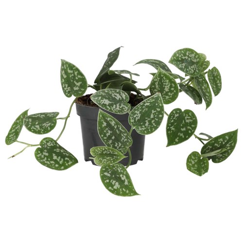 Satin pothos scindapsus - |,