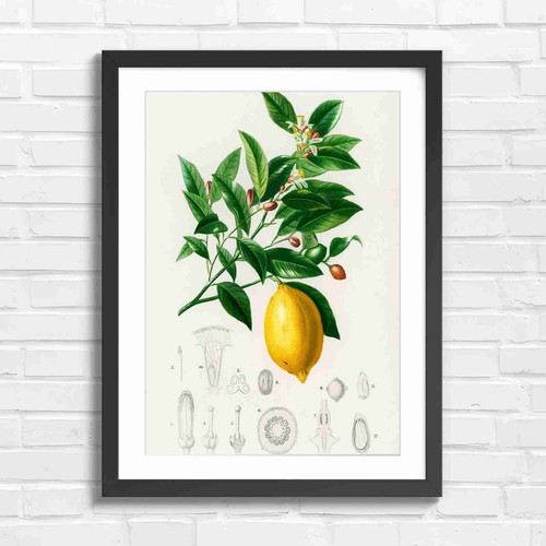 Vintage lemon botanical - vintage,