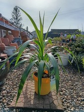Green Cordyline Emerald Star