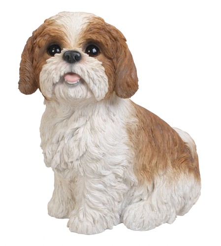 Shih tzu dog - brown, sitting