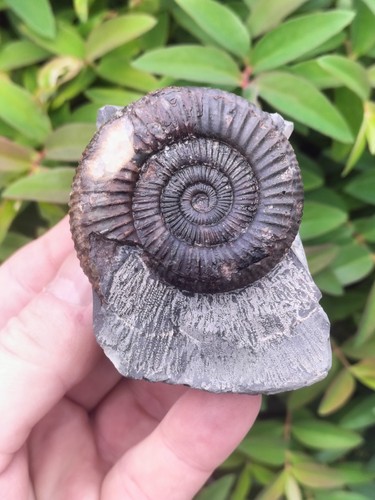 Nice dactylioceras ammonite - nice,