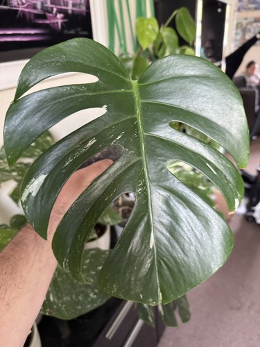 Monstera deliciosa albo white - monstera, 'albo