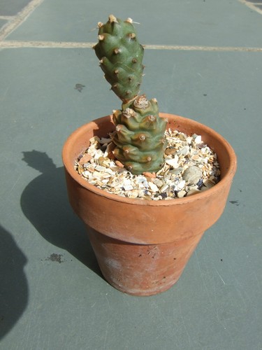 Tephro diamorphus cactus - diamorphus,