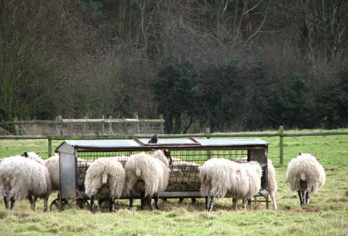 Photo 6x4 sheep feeding - 6x4,