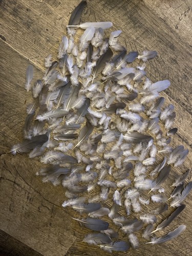 100 grey fluffy free fallen - fluffy,