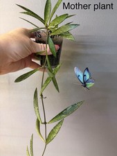 Hoya Sp. Tanggamus 'Bamboo