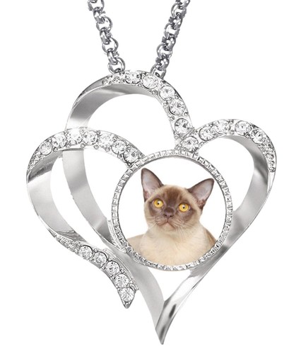 Burmese cat pet silver colour - burmese,