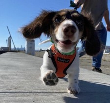 Genuine Puppia Mesh Soft Vest
