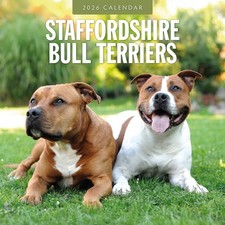 Staffordshire Bull Terriers 2026 Square Wall Calendar