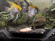 Large Aquarium Cave Hide