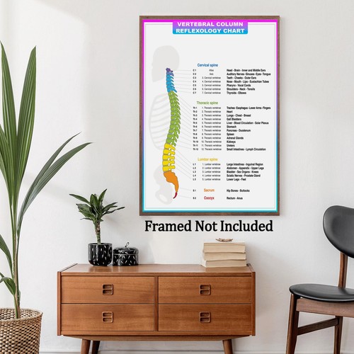 Spine anatomy poster - uk, ✨spine