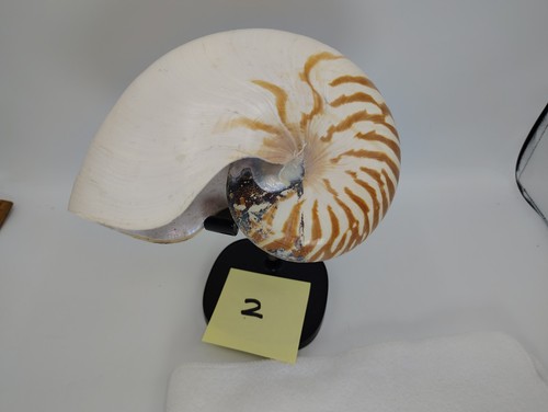 Nautilus pompilious tiger - pompilious,