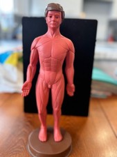 How My Body Works Anatomical
