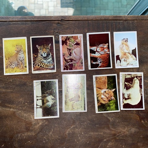 Dandy gum trading cards - gum, h