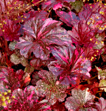 Heuchera (Midnight Rose) coral