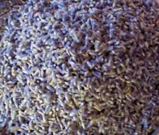 Dried Lavender Flowers, Extra strong scent, Crafts, Confetti, Potpourri, Sleep