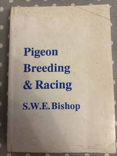 Pigeon breeding racing - pigeon,