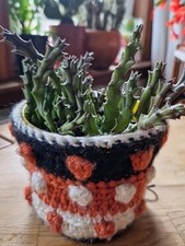 Starfish Plant - Succulent Cuttings x 3 Unusual Stapelia Orbea Variegata