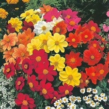 20 x Dahlia Bulb Collection